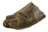 Serrated, Tyrannosaur (Nanotyrannus) Tooth - Montana #350757-1